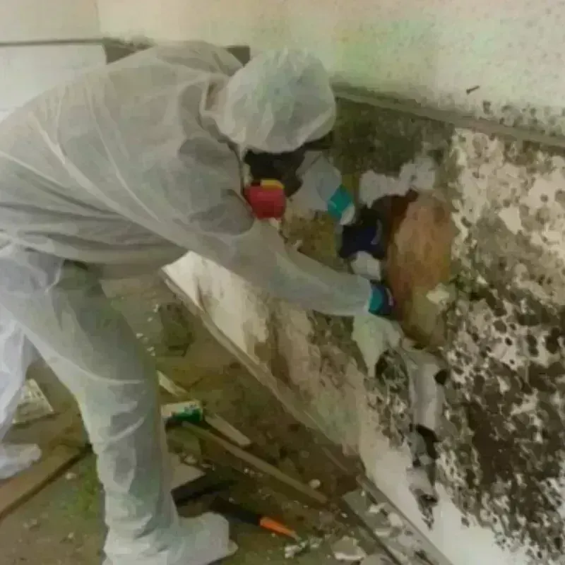 Mold Remediation and Removal in Riverside, MO